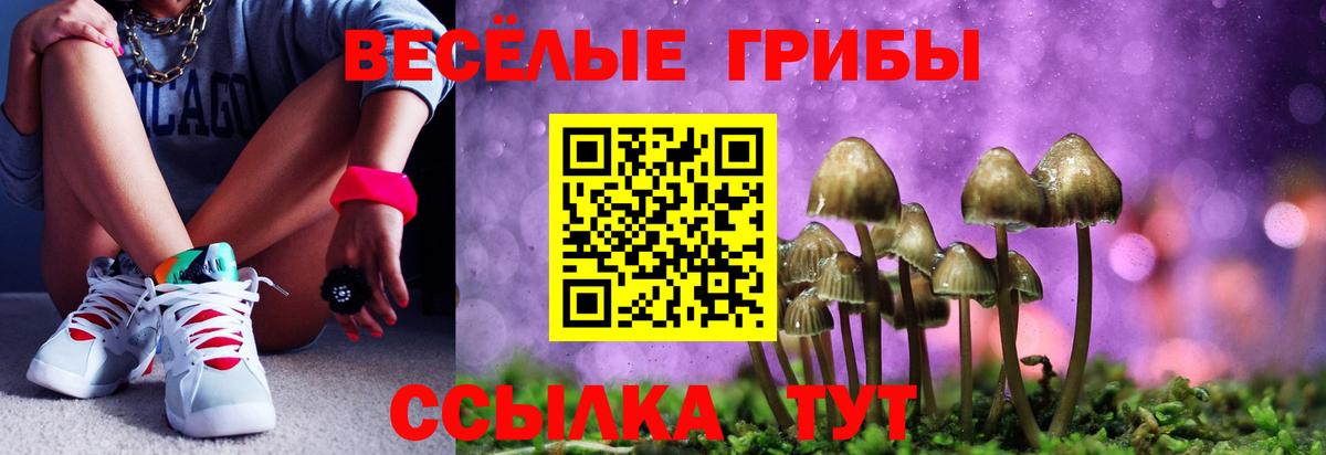 Псилоцибиновые грибы Cubensis Сланцы